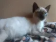 Amora