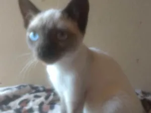 Gato raça  idade Abaixo de 2 meses nome Amora
