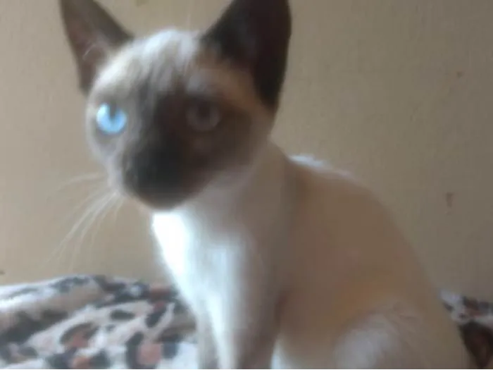 Gato ra a  idade Abaixo de 2 meses nome Amora