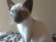 Amora