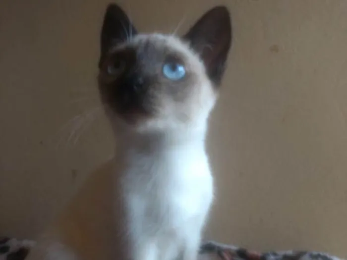 Gato ra a  idade Abaixo de 2 meses nome Amora