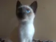 Amora