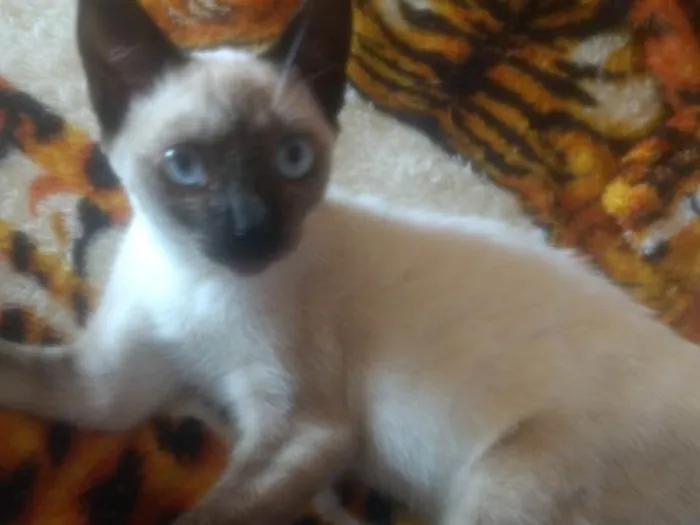 Gato ra a  idade Abaixo de 2 meses nome Amora