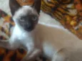 Amora