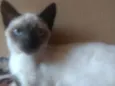 Amora