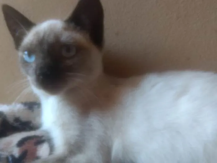 Gato ra a  idade Abaixo de 2 meses nome Amora