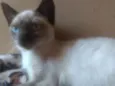 Amora