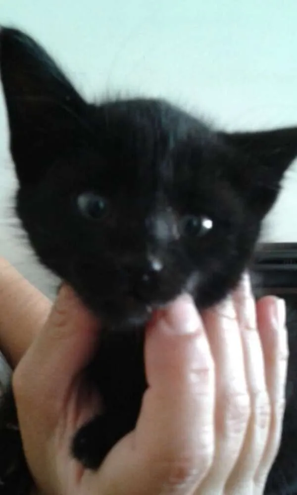Gato ra a Sem raça definida idade Abaixo de 2 meses nome Carvão 