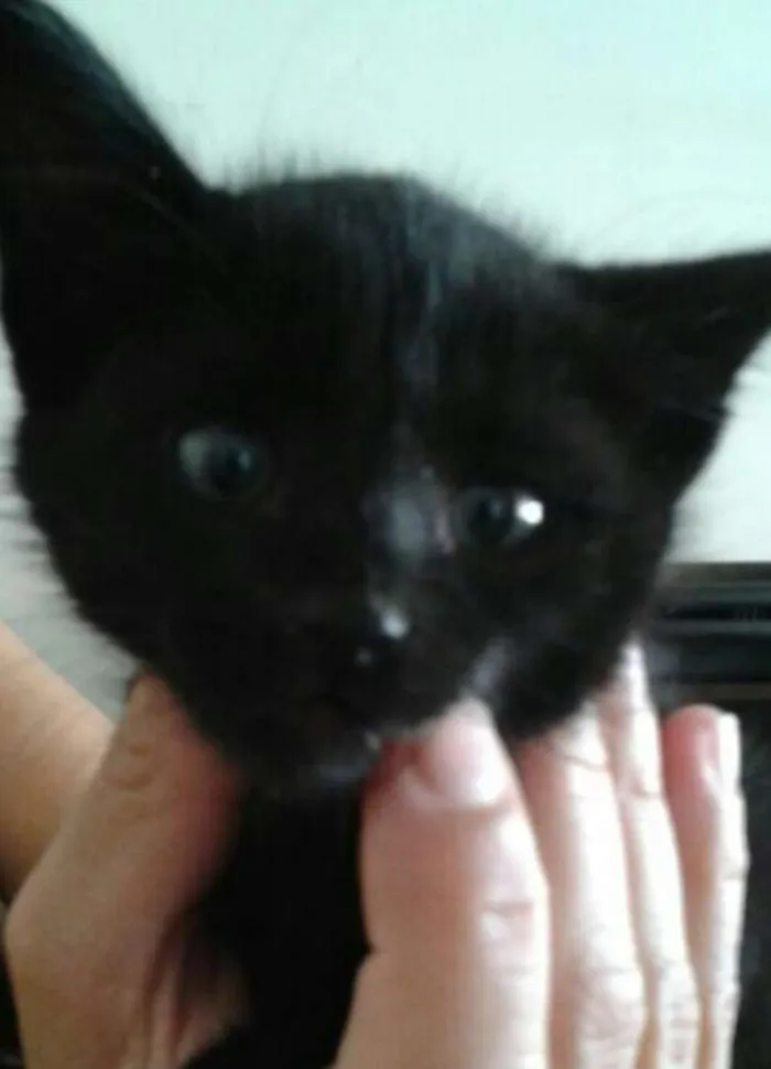 Gato ra a Sem raça definida idade Abaixo de 2 meses nome Carvão 