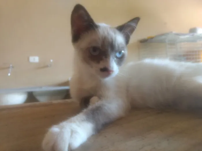 Gato ra a  idade 2 a 6 meses nome Alice