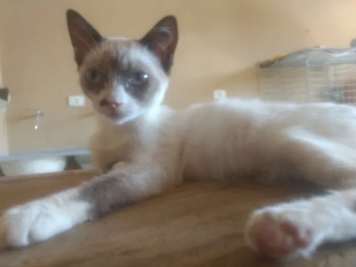 Gato ra a  idade 2 a 6 meses nome Alice