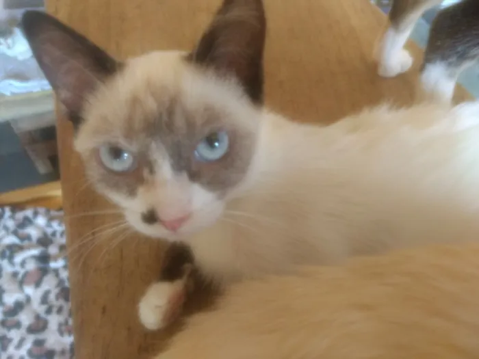Gato ra a  idade 2 a 6 meses nome Alice