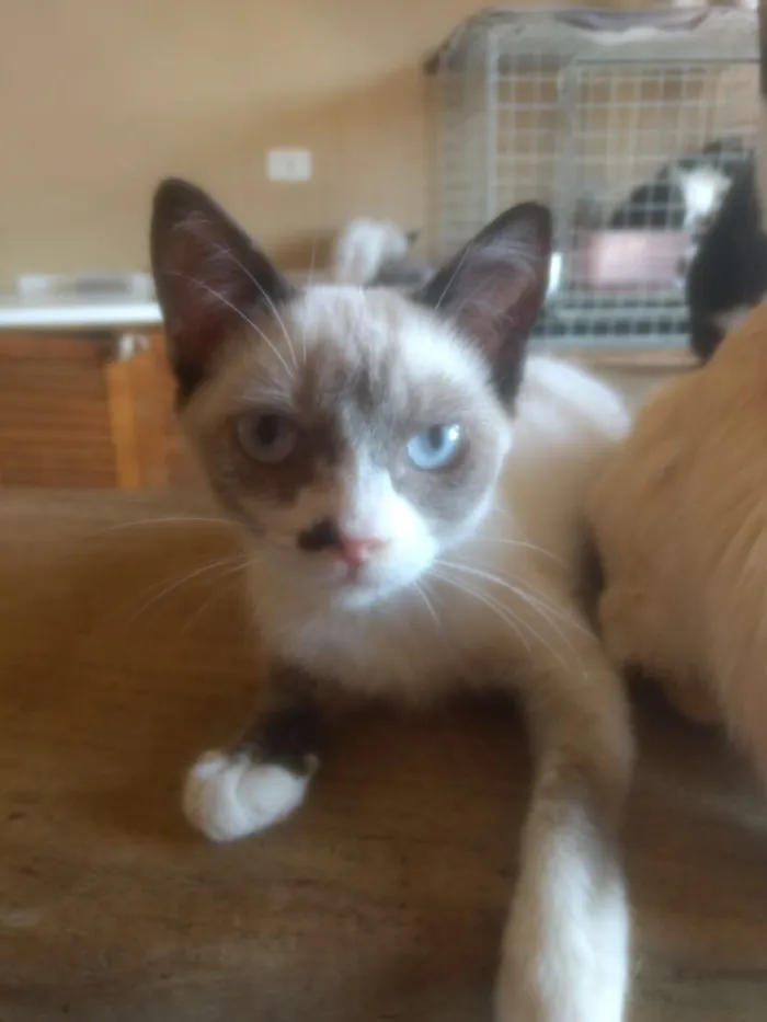 Gato ra a  idade 2 a 6 meses nome Alice