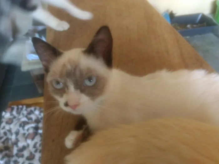 Gato ra a  idade 2 a 6 meses nome Alice