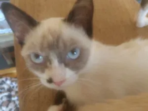 Gato raça  idade 2 a 6 meses nome Alice