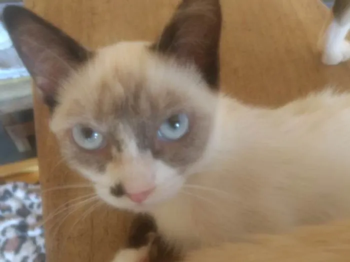 Gato ra a  idade 2 a 6 meses nome Alice