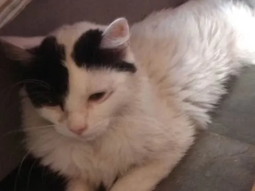 Gato ra a  idade 2 anos nome Liz 