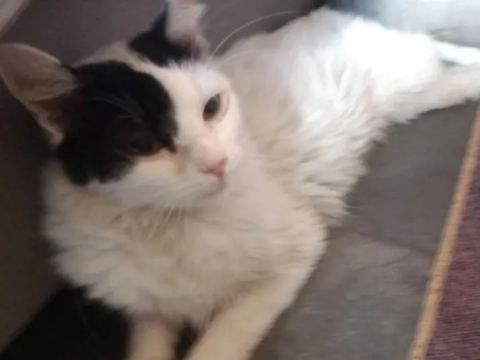 Gato ra a  idade 2 anos nome Liz 