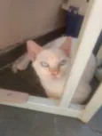 Oliver