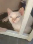 Oliver