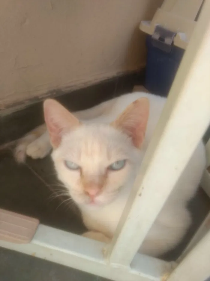 Gato ra a  idade 2 a 6 meses nome Oliver 