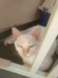 Oliver