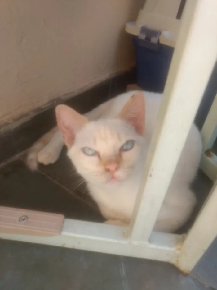 Gato ra a  idade 2 a 6 meses nome Oliver 