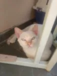 Oliver
