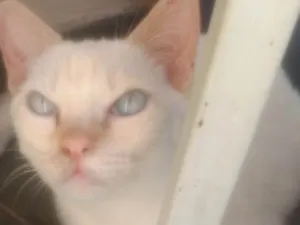 Gato raça  idade 2 a 6 meses nome Oliver 
