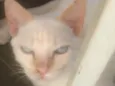 Oliver