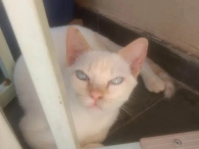 Gato ra a  idade 2 a 6 meses nome Oliver 