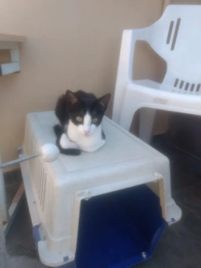 Gato ra a  idade 2 a 6 meses nome Liza