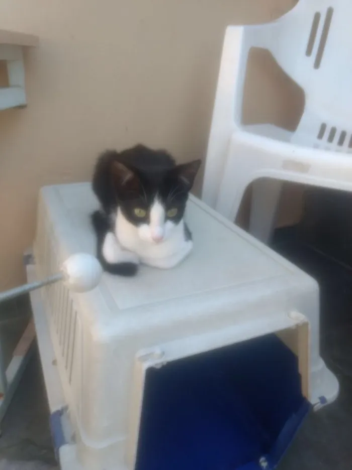 Gato ra a  idade 2 a 6 meses nome Liza