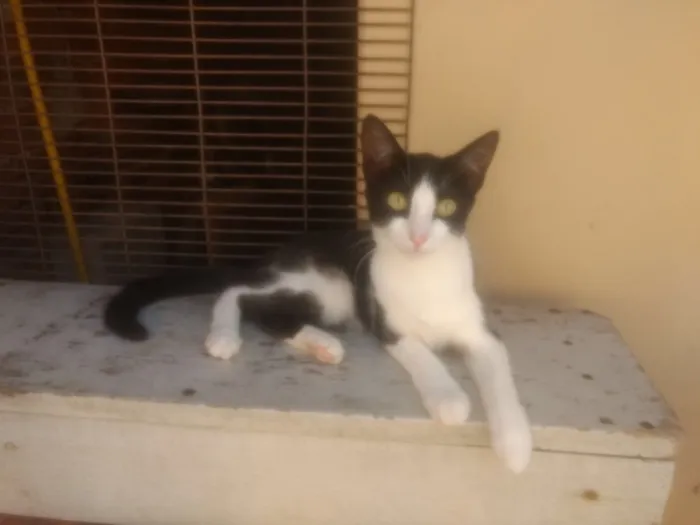 Gato ra a  idade 2 a 6 meses nome Liza