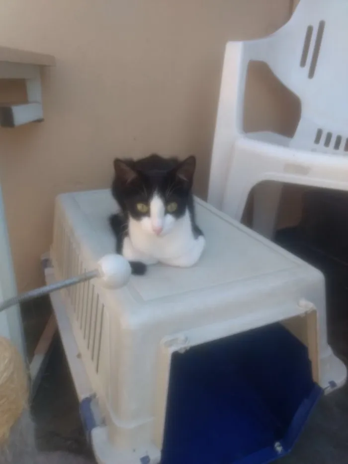 Gato ra a  idade 2 a 6 meses nome Liza