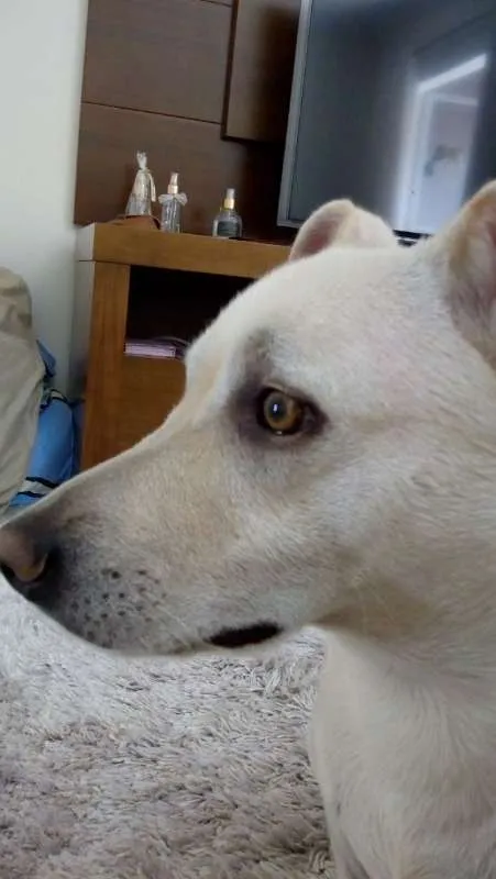 Cachorro raça SRD idade 2 anos nome Johnny