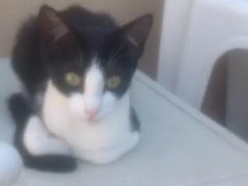 Gato ra a  idade 2 a 6 meses nome Liza
