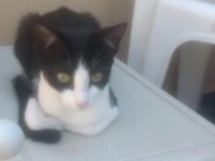 Gato ra a  idade 2 a 6 meses nome Liza