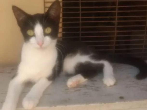 Gato ra a  idade 2 a 6 meses nome Liza