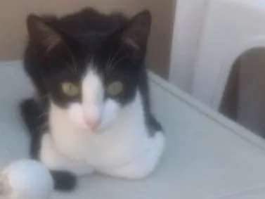 Gato ra a  idade 2 a 6 meses nome Liza