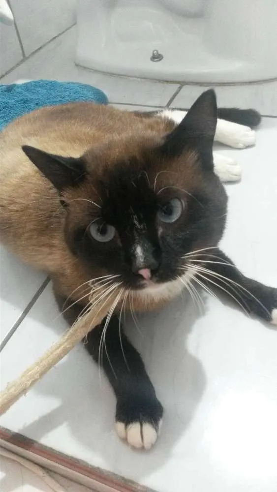 Gato ra a Siamês  idade 2 anos nome Niko