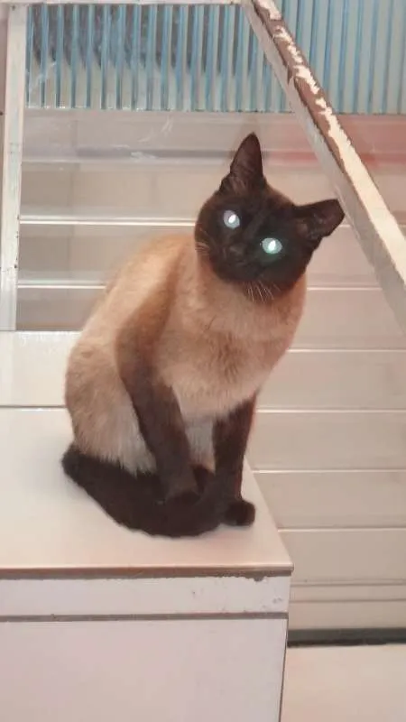 Gato raça Siames idade 5 anos nome Ralph