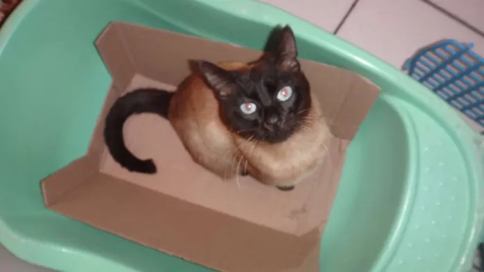 Gato raça Siames idade 5 anos nome Ralph
