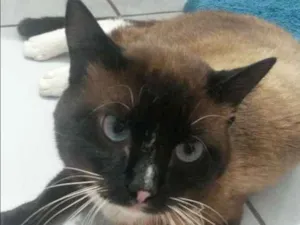 Gato raça Siamês  idade 2 anos nome Niko