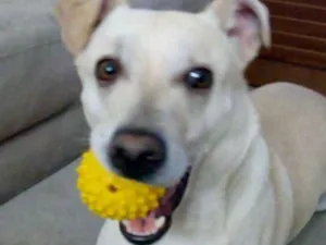 Cachorro raça SRD idade 2 anos nome Johnny