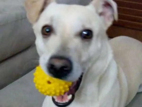 Cachorro raça SRD idade 2 anos nome Johnny