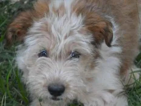 Cachorro ra a SRD idade 2 a 6 meses nome Tetê