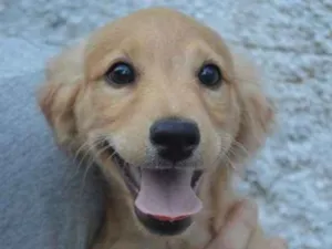 Cachorro raça SRD idade 2 a 6 meses nome Didi