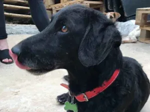 Cachorro raça SRD idade  nome Black