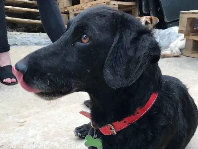 Cachorro ra a SRD idade  nome Black